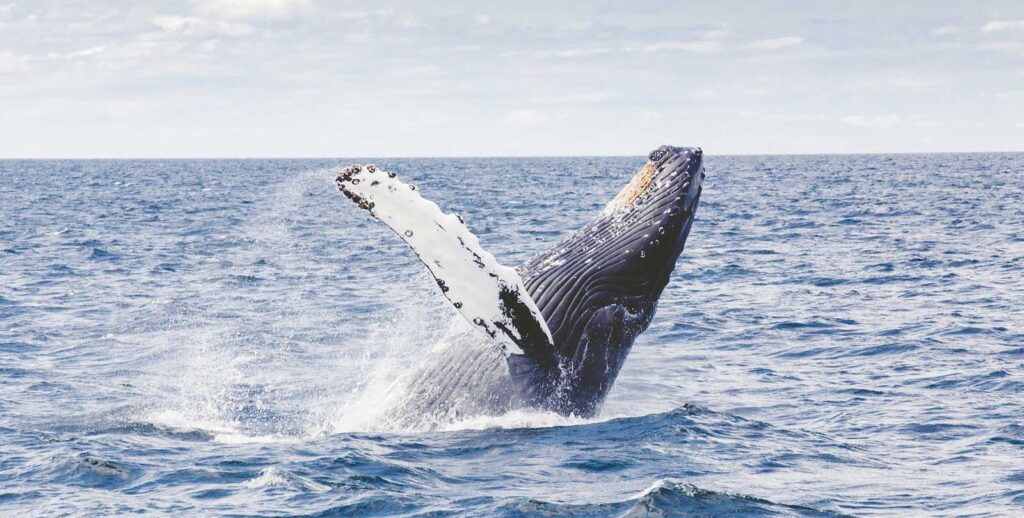 avvistare le balene a hermanus