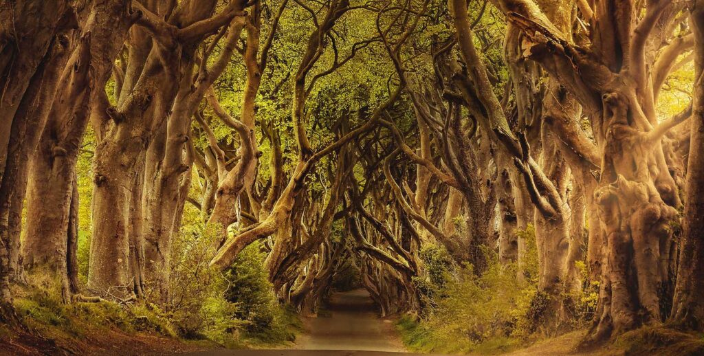 febbre del grande nord