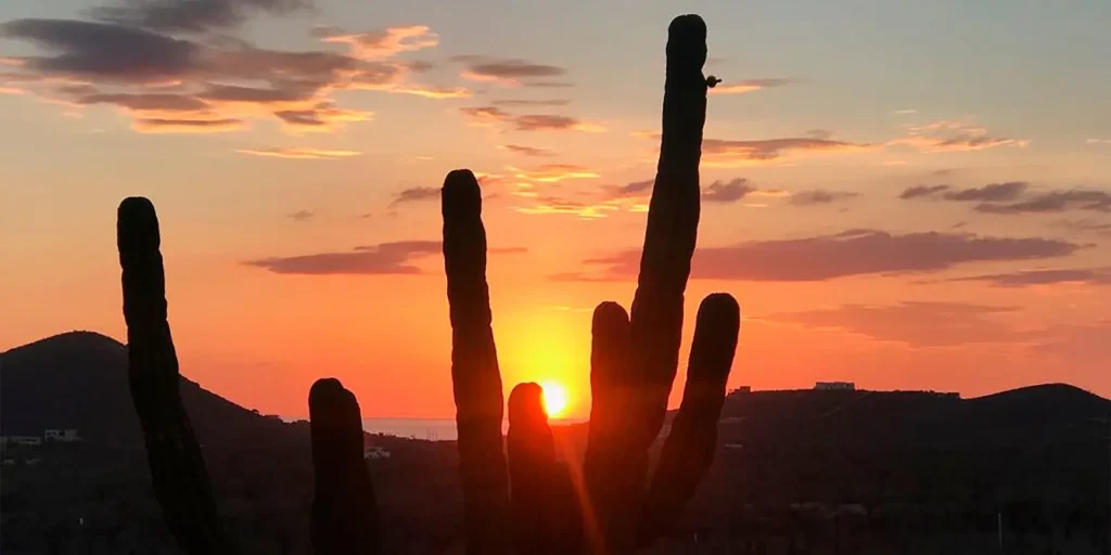 Cactus nel deserto della Baja California