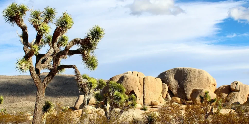 joshua tree national park