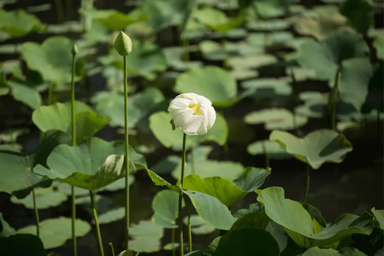 Giardino Botanico di Sir Seewoosagur Ramgoolam