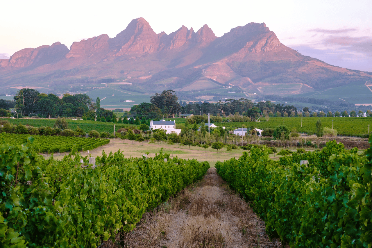 winelands sudafrica