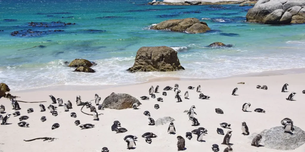 boulders beach