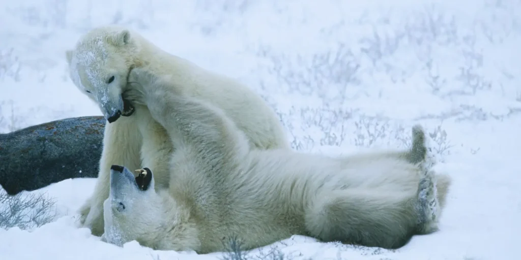 churchill orsi polari