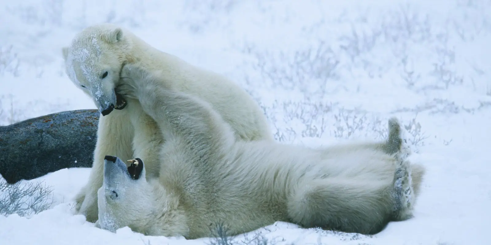 churchill orsi polari