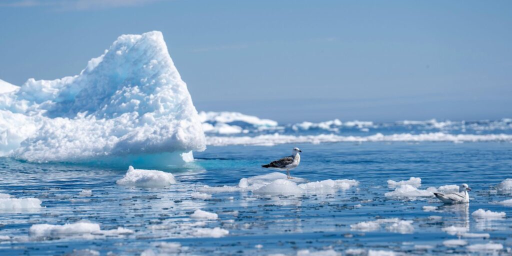 iceberg alley